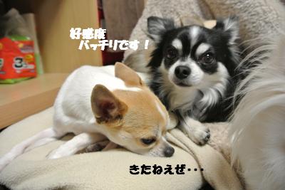 20130221+044_convert_20130322153404.jpg