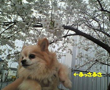 ちびさくら
