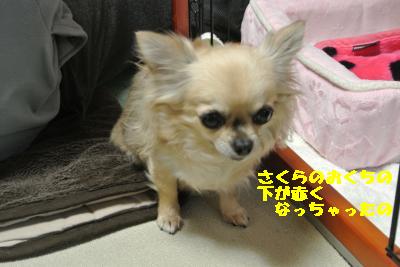 20130301+029_convert_20130308212443.jpg
