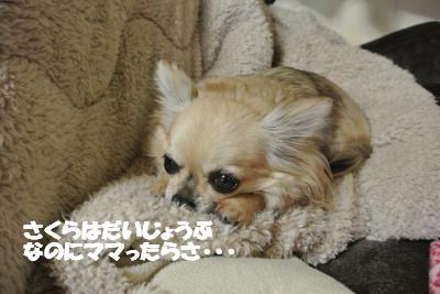 20130307+015_convert_20130311113932.jpg