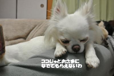 20130308+008_convert_20130308110700.jpg