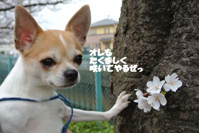 20130325+015_convert_20130325095617.jpg
