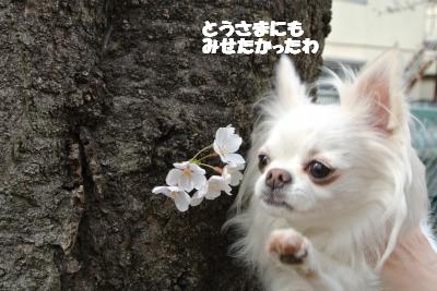 20130325+034_convert_20130325095953.jpg