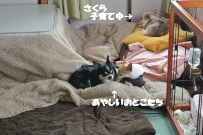 20130326+007_convert_20130328104219.jpg