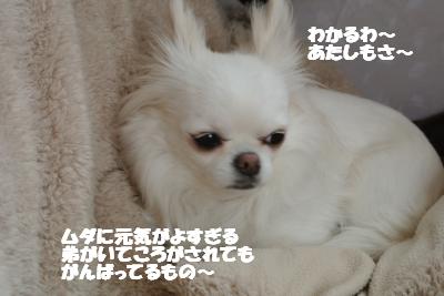 20130401+006_convert_20130401103248.jpg