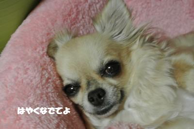 20130404+004_convert_20130404093623.jpg
