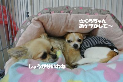 20130404+016_convert_20130404094146.jpg