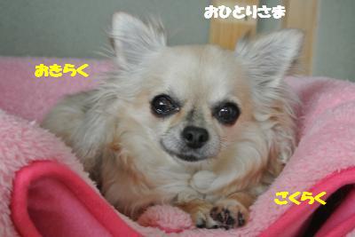 20130405+008_convert_20130405103035.jpg