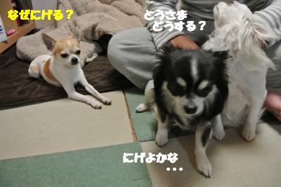 20130408+020_convert_20130408105659.jpg
