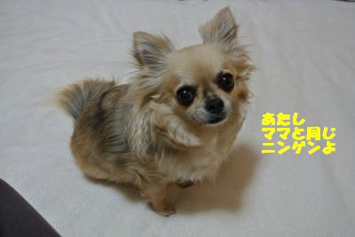 20130412+003_convert_20130412095457.jpg