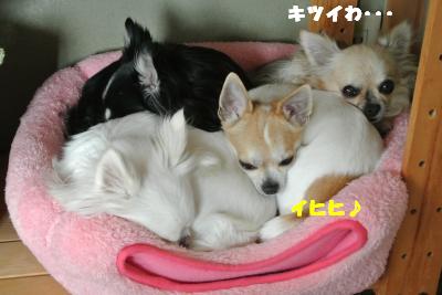 20130412+013_convert_20130412100010.jpg