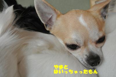 20130412+019_convert_20130412100043.jpg