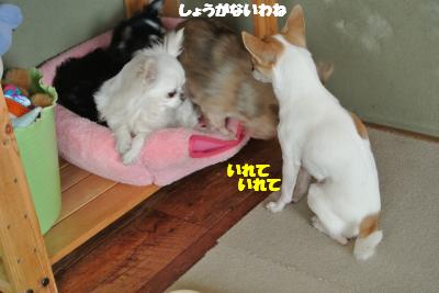 20130412+024_convert_20130412100141.jpg