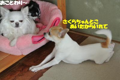 20130412+025_convert_20130412100212.jpg