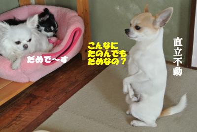 20130412+027_convert_20130412100240.jpg