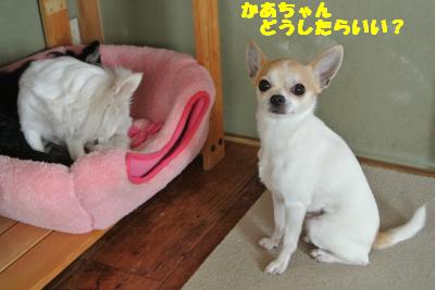 20130412+028_convert_20130412104159.jpg