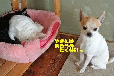 20130412+029_convert_20130412100338.jpg