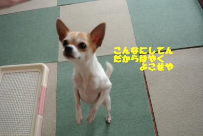20130415+038_convert_20130415111153.jpg