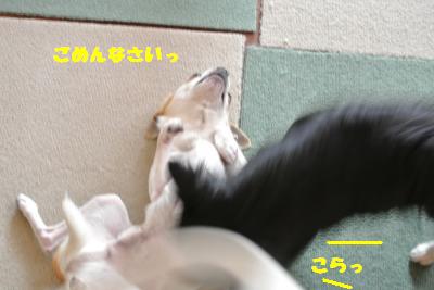 20130416+013_convert_20130416103856.jpg
