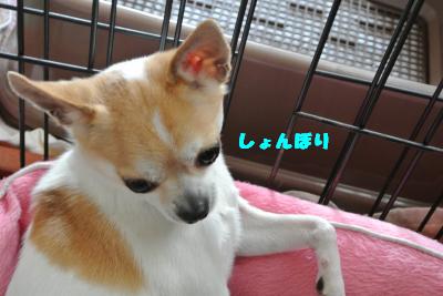 20130418+018_convert_20130419102029.jpg