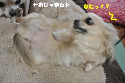 20130419+006_convert_20130419102916.jpg
