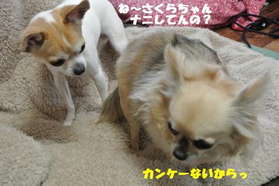 20130419+011_convert_20130419103046.jpg