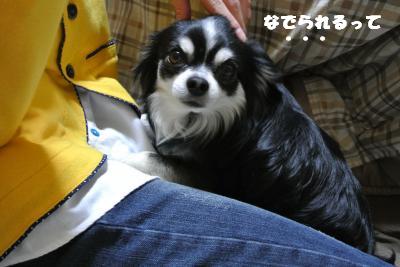 20130422+031_convert_20130422134306.jpg