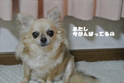 20130425+005_convert_20130425095331.jpg