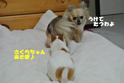 20130425+017_convert_20130425095450.jpg