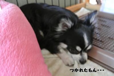 20130429+005_convert_20130429101739.jpg