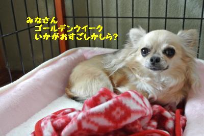 20130429+008_convert_20130429101815.jpg