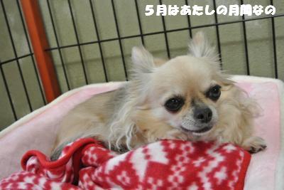 20130501+001_convert_20130501103428.jpg