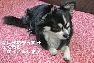 20130511+008_convert_20130511092450.jpg