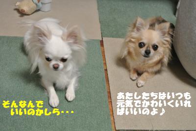20130513+001_convert_20130513110325.jpg