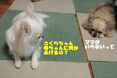 20130513+008_convert_20130513110240.jpg