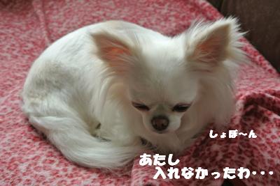20130514+004_convert_20130514104946.jpg