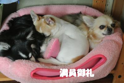 20130514+005_convert_20130514103917.jpg