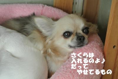 20130514+006_convert_20130514104801.jpg