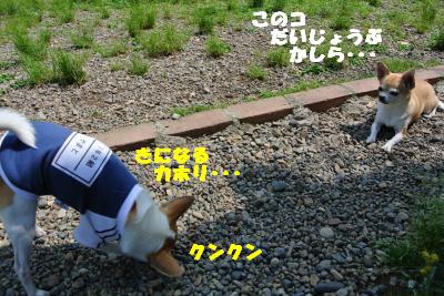 20130515+073_convert_20130517164252.jpg