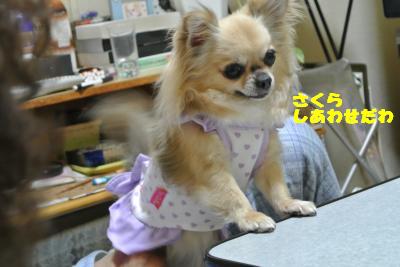 20130520+018_convert_20130521162328.jpg