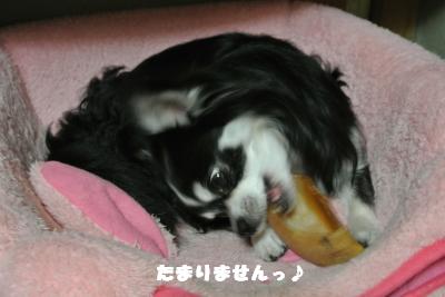 20130523+025_convert_20130523111127.jpg