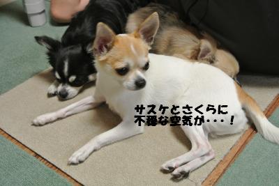 20130528+001_convert_20130528114800.jpg