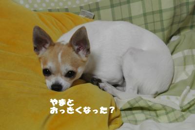 20130528+021_convert_20130529104210.jpg