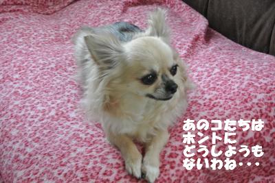 20130530+004_convert_20130530104955.jpg
