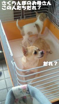 縺。繧上o+431_convert_20130529104513