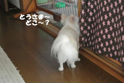 20130605+003_convert_20130605113127.jpg