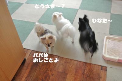 20130605+005_convert_20130605113228.jpg