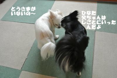 20130605+006_convert_20130605113257.jpg
