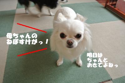20130605+008_convert_20130605113350.jpg