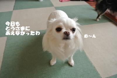 20130605+009_convert_20130605113418.jpg